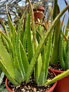 Yeşillikli aloe vera bitkileri sera ışığı altında saksılarda yetişir. Cilt bakımı, bitkisel tıp makaleleri veya kapalı bitki yaşam tarzı ve bahçe içeriği için sağlıklı ve canlı bir imaj..