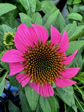 Bahçedeki güzel pembe çiçek