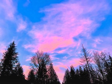 Parlak pembe günbatımı bulutları siluetli ağaçların üzerinde mavi bir gökyüzü boyunca uzanıyor. Gün batımında çekilen bu orman sahnesinde renkler çarpıcı bir şekilde karışıyor..