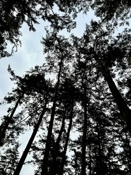 Bu yukarı doğru orman manzarasında, uzun ve yeşil ağaçlar bulutlu bir gökyüzüne karşı koyu gölgeler oluştururlar. Görüntü, aşağıdan yükselen şekilleri ve yoğun örtüyü yakalar..