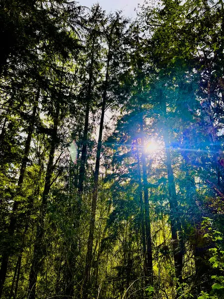Güneş ışığı, her zaman yeşil olan uzun ağaçlardan oluşan sık bir ormanda parlar yeşil gölgelik, ışık ve mercekle parlar güneş ışınları, yaprakların arasından geçerken parlar.