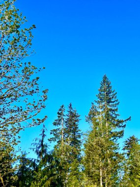 Yeşil ağaçlar canlı mavi gökyüzüne uzanır görünürde bulutlar yoktur kozalaklı ağaçlar ve yapraklı dallarla bu sahne Pasifik 'in kuzeybatısındaki güneşli bir günün berraklığını ve dinginliğini yakalar.