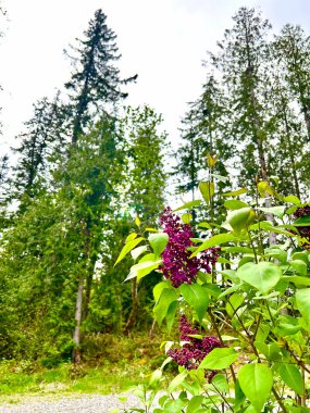 Koyu mor çiçekleri olan çiçek açan leylak çalısı, arka planda yükselen uzun yeşil ağaçlarla çakıl yolunun kenarında büyür.