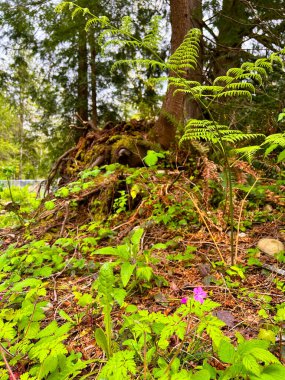 Parlak, pembe bir kır çiçeği, eğreltiotu ve yosunlu bitkilerin arasında, gölgeli bir ormanda, kökleri açıkta kalmış büyük bir ağacın dibinde yetişir.
