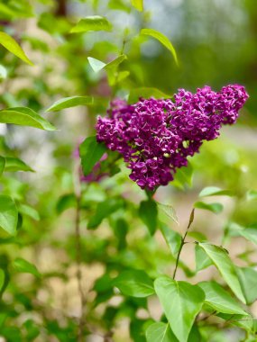 Bahçedeki güzel mor çiçek