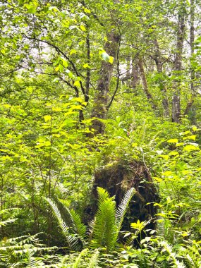 Eğreltiotu ve Orman İlkbaharda