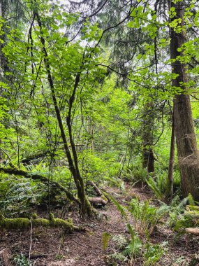 Dar toprak yol, koyu yeşil bir orman boyunca esiyor eğrelti otları ve gölgeli bir gölgelik altında uzun ağaçlar.