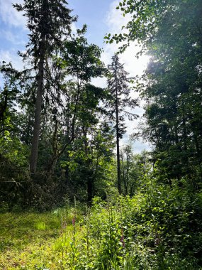 Güneşli bir ormanı çevreleyen uzun ağaçlar, kır çiçekleri ve yoğun yeşil yapraklarla sabah ışığı altında gelişiyor..