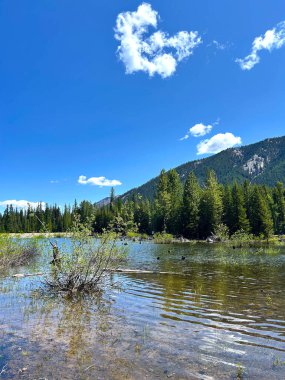 Parlak mavi gökyüzünün altında yeşil ağaçlarla ve uzak tepelerle çevrili huzurlu bir dağ göleti. Net ve sığ su, su altında kalmış yaprakların arasında yüzen çok sayıda iribaş olduğunu ve ağaç kütüğünün yüzeyde görülebildiğini gösteriyor..