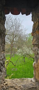 Antik taş bir duvarın içinden çekilen panoramik bir görüntü çiçek açan ağaçlarla dolu canlı bir bahar bahçesi sergiliyor. Bereketli yeşil çimenler, beyaz çiçekli dalların etrafını sarar. Huzurlu ve pitoresk bir manzara yaratır.