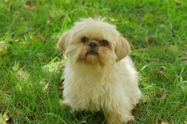 Bu tatlı Shih Tzu, Brasilia, Brezilya 'da sakin bir öğleden sonra yürüyüşü sırasında huzurlu bir yerde fotoğraflandı. Onun kabarık kremi ve karamel renkli ceketi canlı yeşil çimlerle çok güzel tezat oluşturuyor..