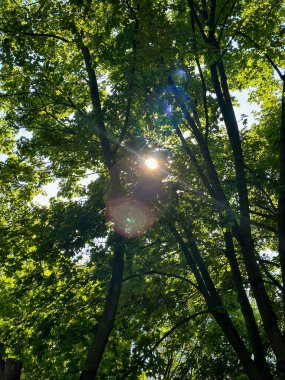 Parkta sulu yeşil bitkiler