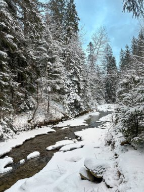 Çekoslovakya Cumhuriyeti 'nde kışın nehir ve karla kaplı güzel bir orman.