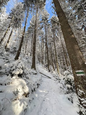 Karla kaplı ağaçlarla kaplı güzel kış manzarası