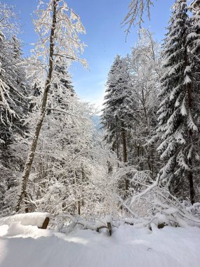 Dağlarda karla kaplı dağ ormanı