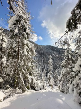 Ağaçlar karla kaplı kış ormanı
