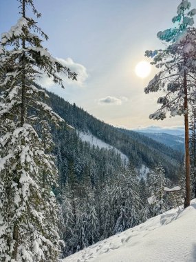 Kış dağı manzarası, çam ağacı karla kaplı