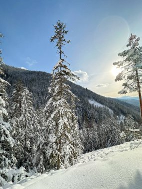 Güneşli bir kış gününde karla kaplı ormanın güzel manzarası.