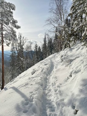 Karlı kış manzarası - ağaçlarla ve ormanlarla kaplı
