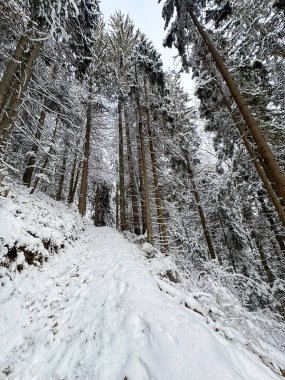 Karla kaplı ağaçlarla kaplı bir ormanda kış.