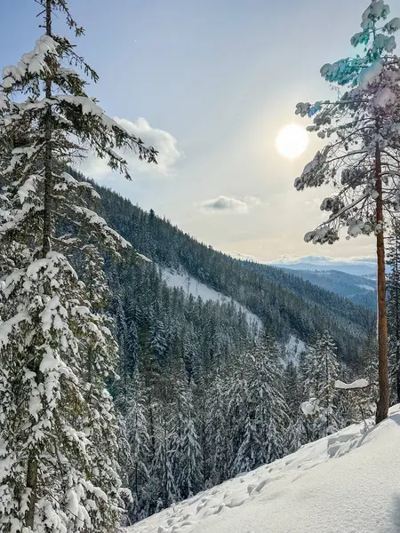 Kış dağı manzarası, çam ağacı karla kaplı