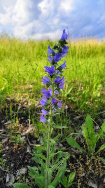 Güzel mavi çiçekler Echium vulgare
