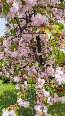 Sakura 'da güzel pembe çiçekler