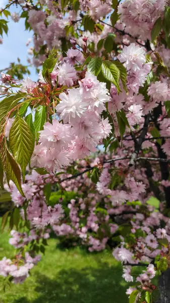 Sakura 'da güzel pembe çiçekler