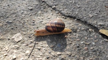 Güzel bir salyangoz asfaltta sürünür.