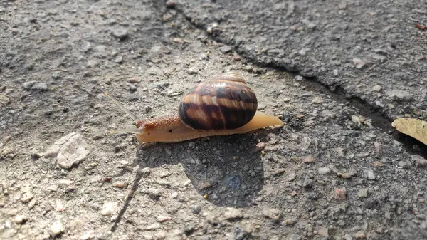 Güzel bir salyangoz asfaltta sürünür.