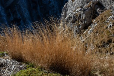 Flora Giewont tepesine giden yolda.