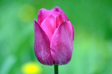 Bahçedeki laleye yaklaş.