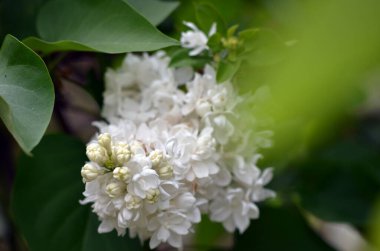 Beyaz yasemin dalları narin bahar çiçekleri.