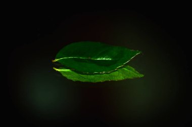 Yeşil yaprakların manzarasını kapat