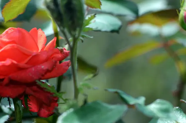 Bahçedeki güzel çiçekleri kapat.