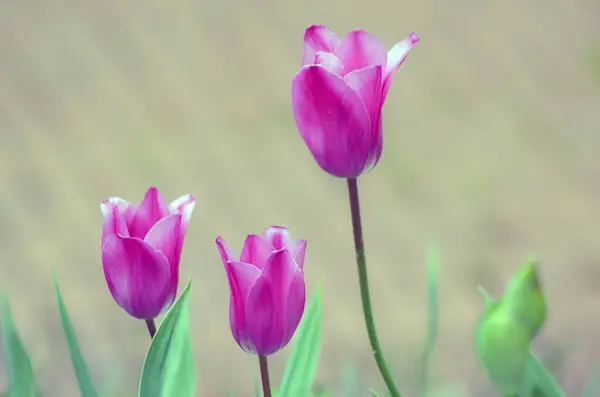 Bahçedeki güzel laleler