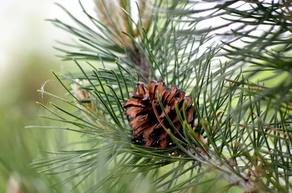 İğneli ve kozalaklı çam ağacı dalları.
