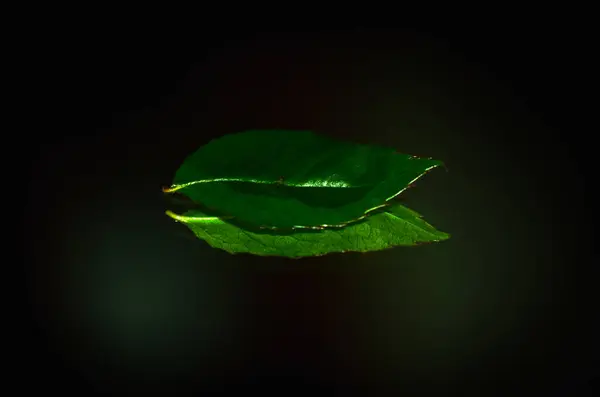 Yeşil yaprakların manzarasını kapat