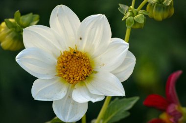 Yeşil arka planda beyaz çiçek