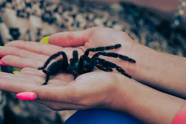 Örümceği elinde tutan kadına yakın dur.