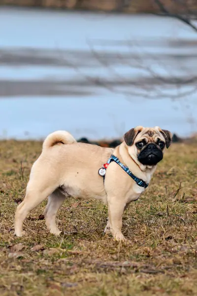 Göldeki sevimli köpek.