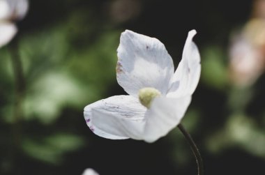 Bahçedeki beyaz çiçek