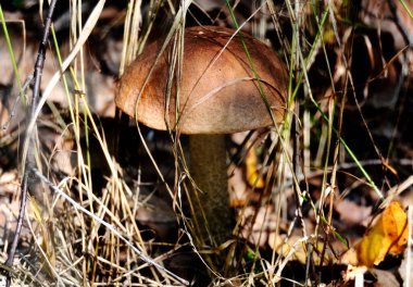 Ormandaki mantarlar.