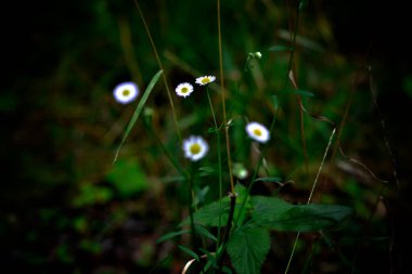 Bahçedeki güzel çiçekler