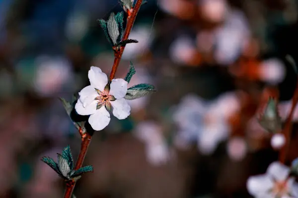 Bahar çiçekleri Güzel beyaz çiçekler. Doğa. bahar.