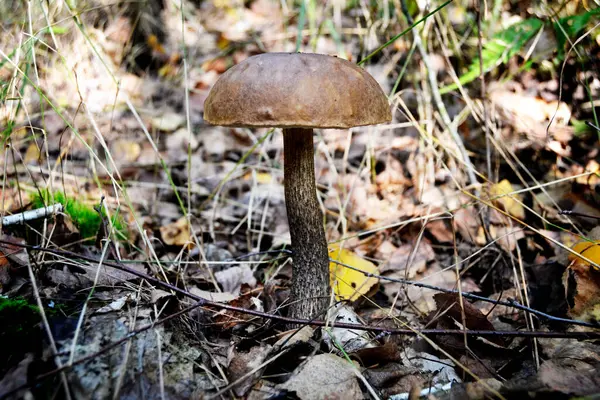 Ormanda büyüyen mantar