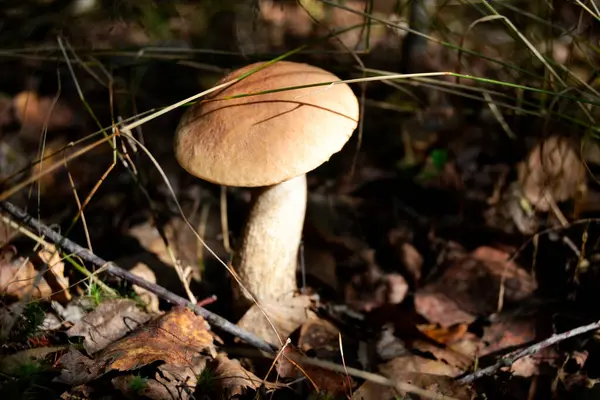 Orman zemininde büyüyen mantar