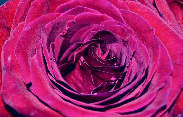 Düğün buketi ve alyans