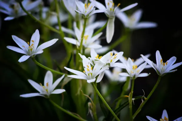 Bahçedeki güzel çiçekler