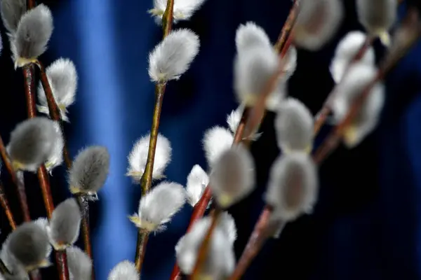 Siyah arkaplanda beyaz pofuduk çiçek